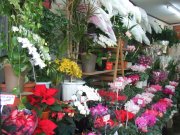 「真花園」　（埼玉県幸手市）の花屋店舗写真2